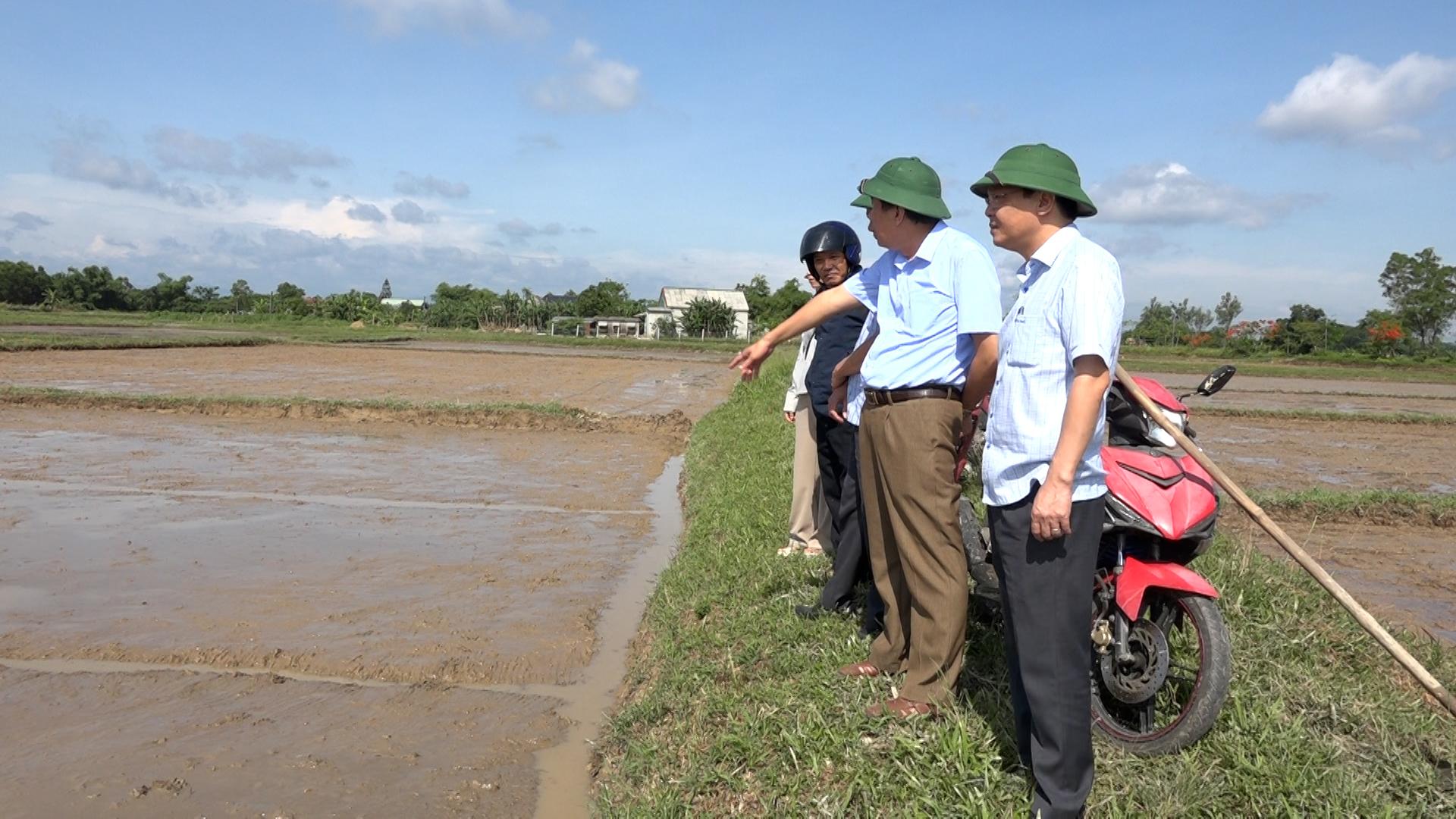 Lãnh đạo huyện Triệu Phong kiểm tra công tác sản xuất lúa vụ Hè Thu 2025