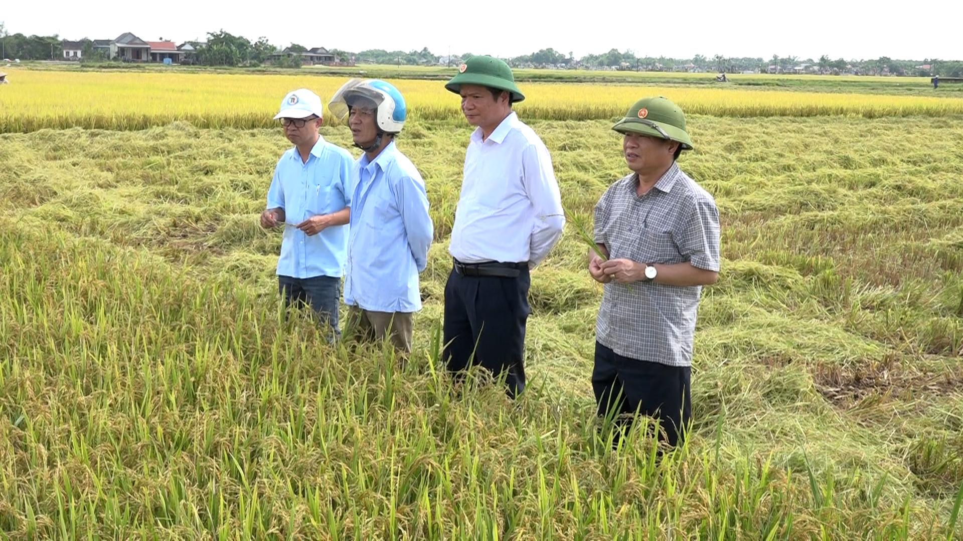 Lãnh đạo huyện đánh giá năng suất và tiến độ thu hoạch lúa vụ Đông Xuân 2024 – 2025