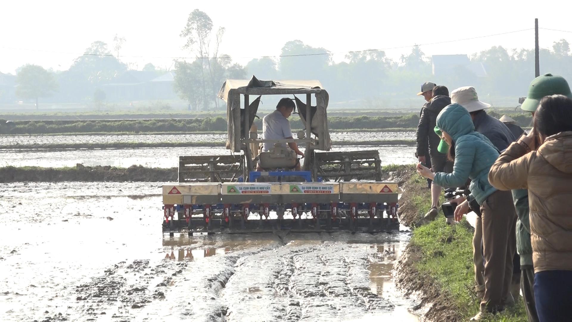 Triệu Phong triển khai sản xuất lúa theo hướng hữu cơ bằng phương pháp  sạ cụm kết hợp bón vùi phân 