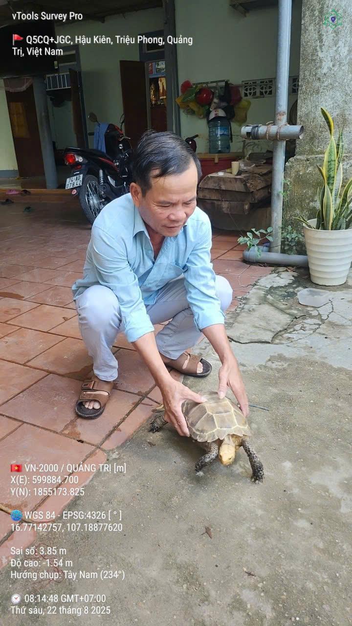 UBND xã Triệu Phong tiếp nhận và thả về tự nhiên cá thể rùa quý hiếm